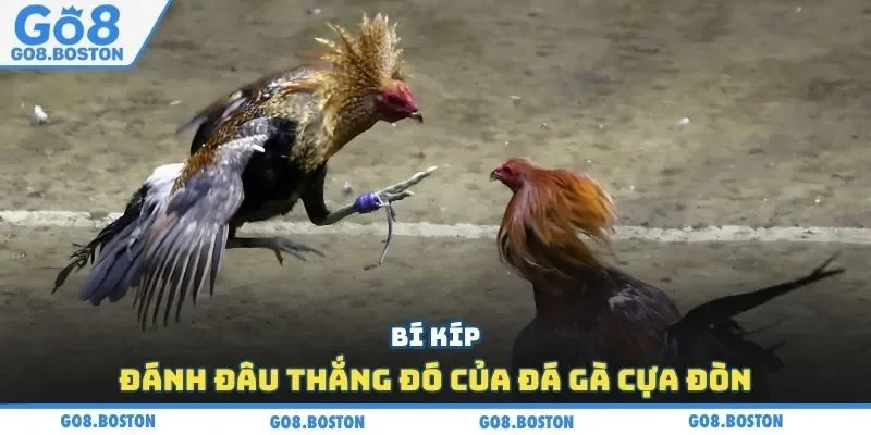 Bí kíp đánh đâu thắng đó của đá gà cựa đòn