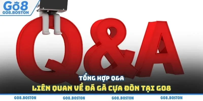 Tổng hợp Q&A liên quan về đá gà cựa đòn tại GO8