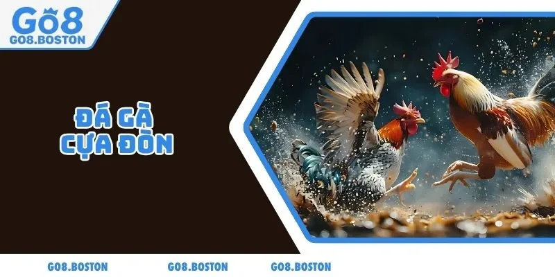 Đá gà cựa đòn