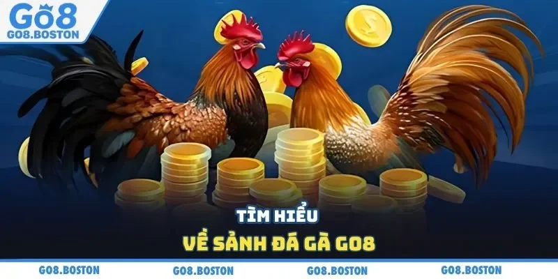 Tìm hiểu về sảnh đá gà GO8
