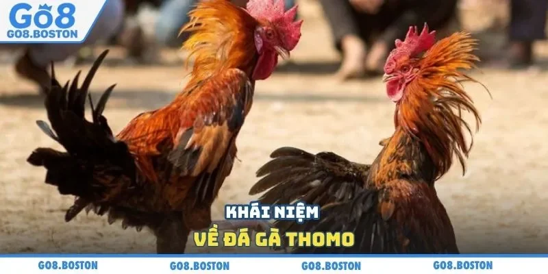 Khái niệm về đá gà Thomo