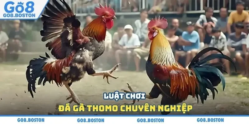 Luật chơi đá gà Thomo chuyên nghiệp