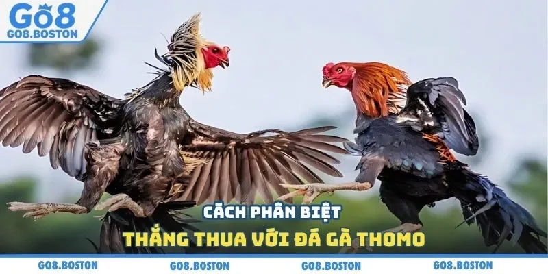 Cách phân biệt thắng thua với đá gà Thomo