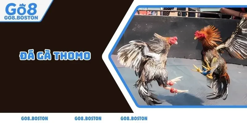Đá gà Thomo