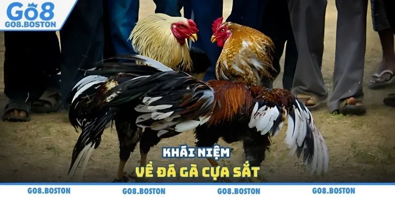 Khái niệm về đá gà cựa sắt