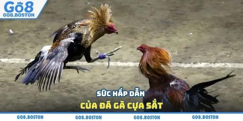 Sức hấp dẫn của đá gà cựa sắt